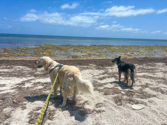Life Comes in Waves: Embracing the Present with Our Dogs