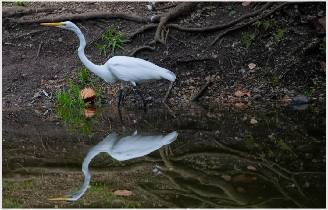 Great White Egret Photo Print Under Acrylic Glass