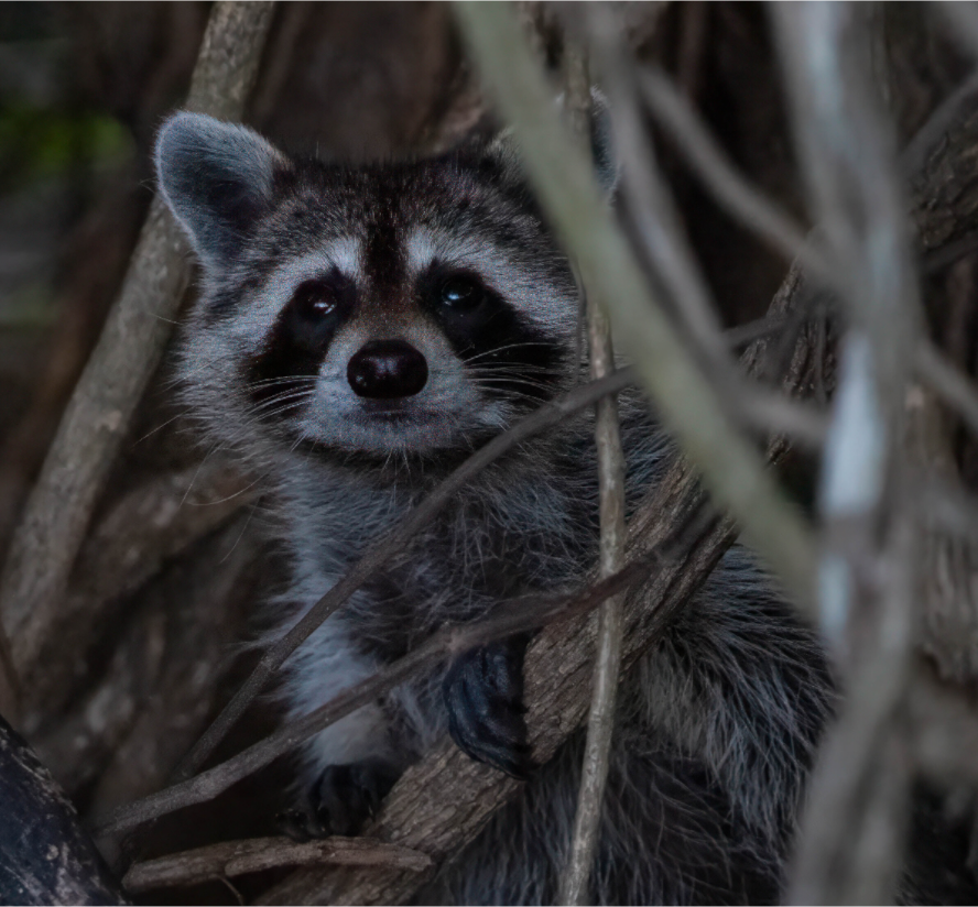 Raccoon Photo Print On Fuji Crystal DP II