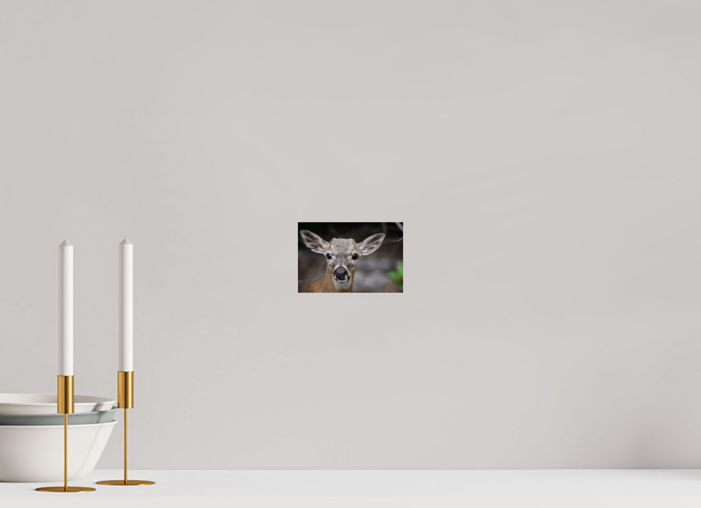 Key Deer Photo Print Under Acrylic Glass
