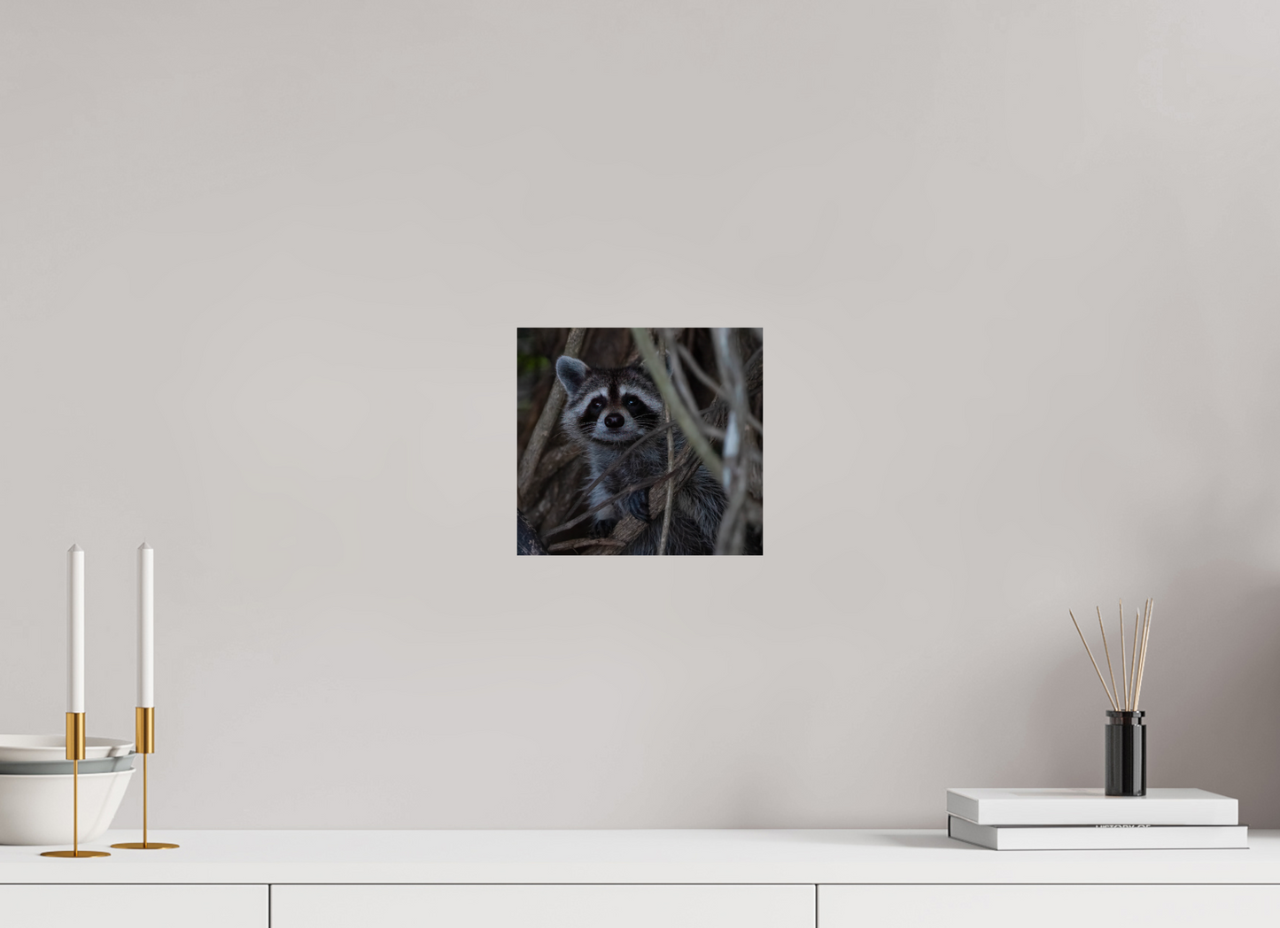 Raccoon Photo Print On Fuji Crystal DP II