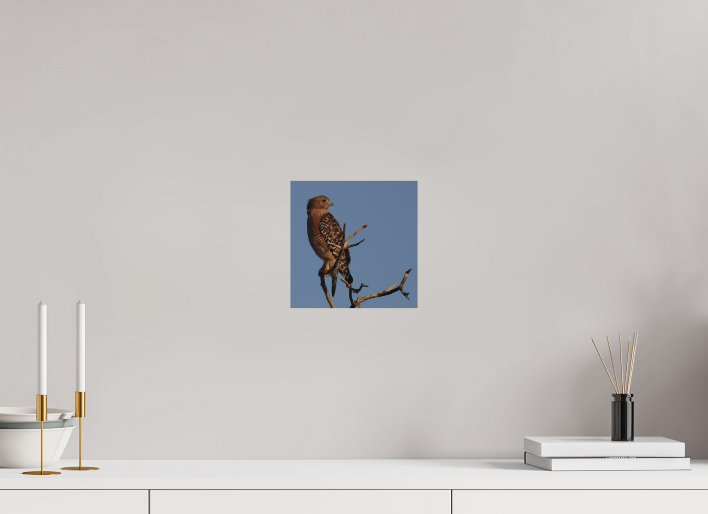 Red-shouldered Hawk Florida Keys Direct on Forex