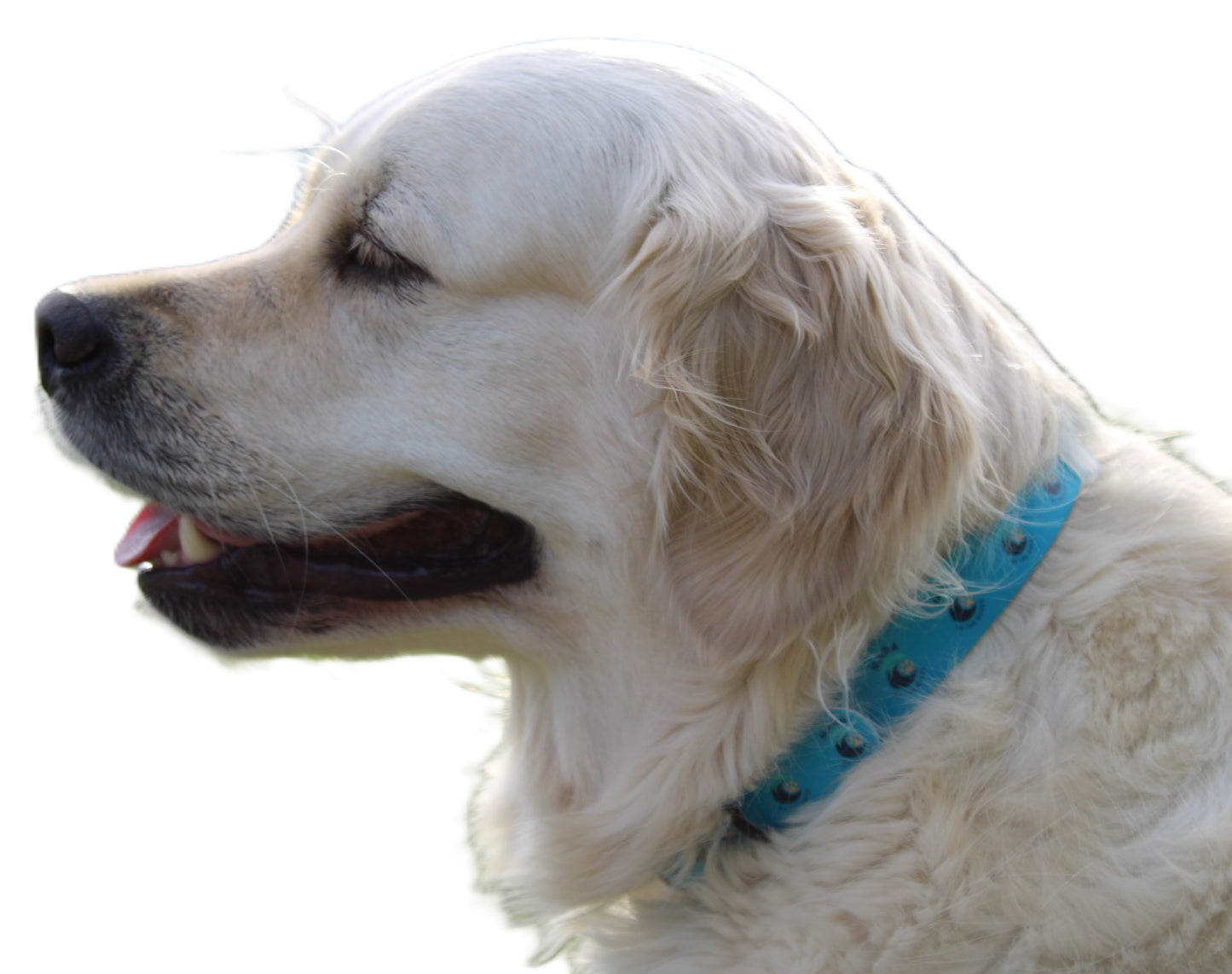 Mara by the Waves custom dog collar