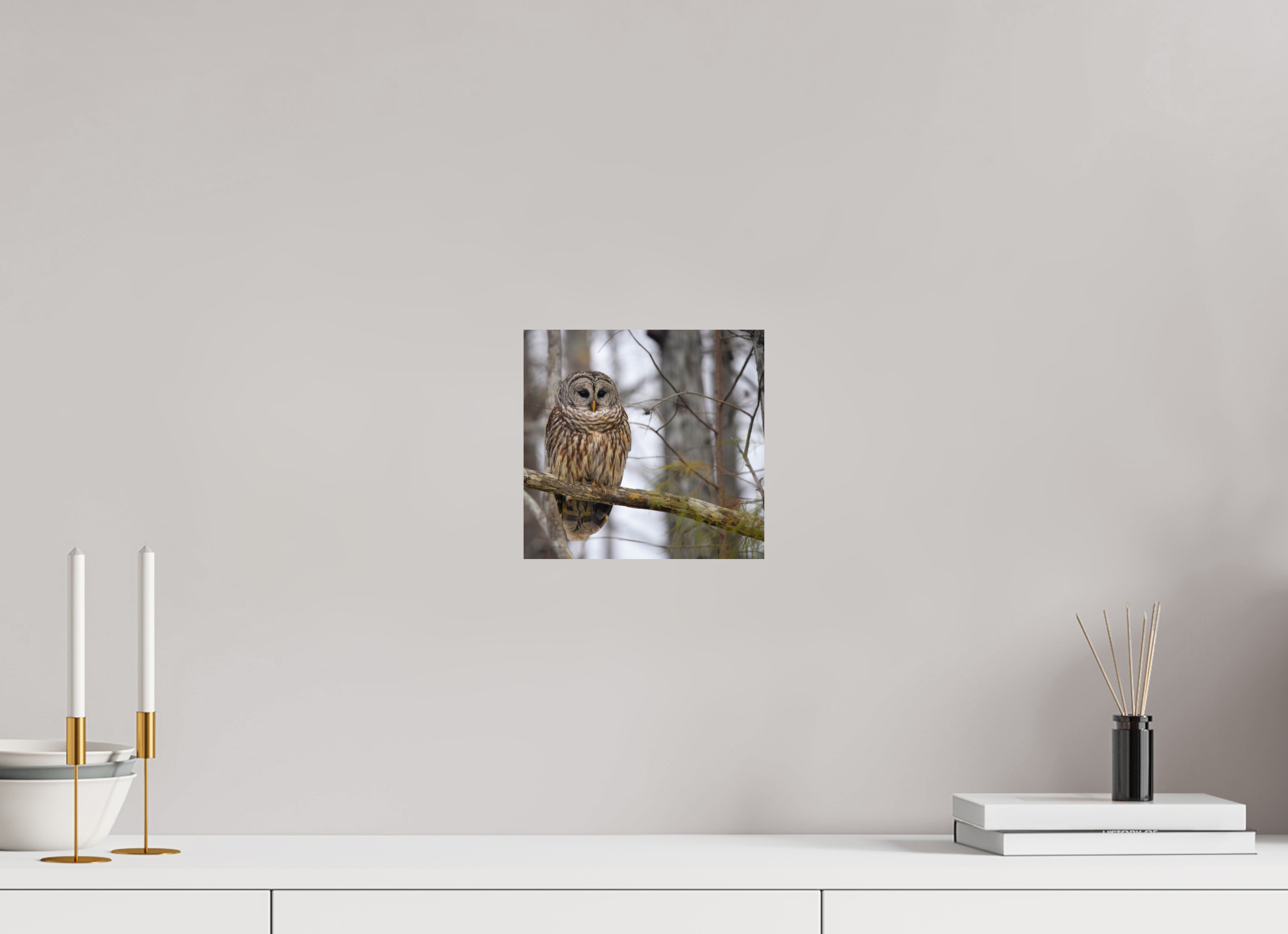 8.4 x 8″, Photo Print On Fuji Crystal DP II Barred Owl Print