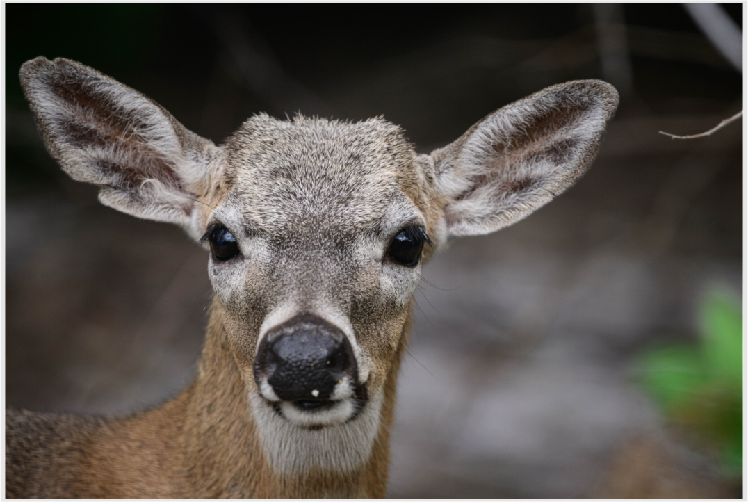 Key Deer Photo Print Under Acrylic Glass