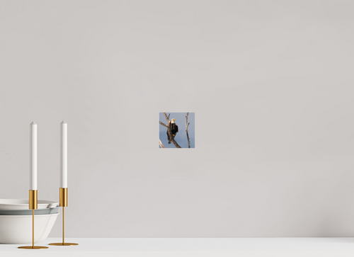 Bald Eagle on Acrylic Glass