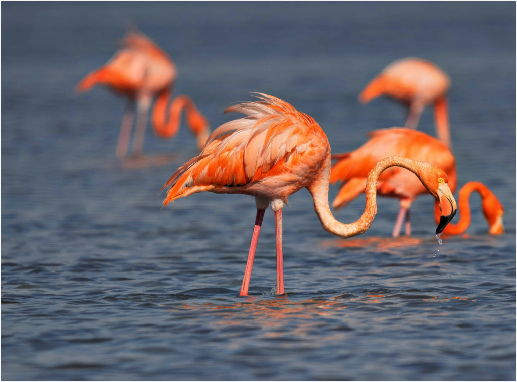 Main image Flamingo at Flamingo, Everglades National Park – Acrylic Glass Print