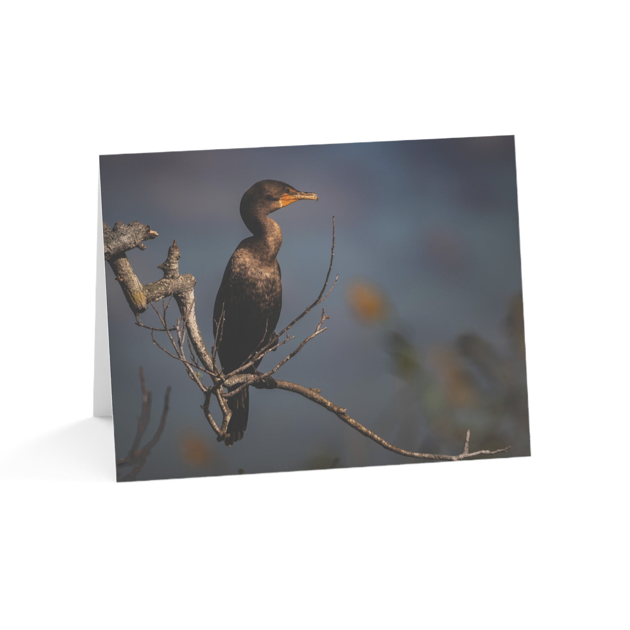 Cormorant Wildlife Greeting Card — Rustic Nature Photo Card (1, 10, 30, 50 pcs)