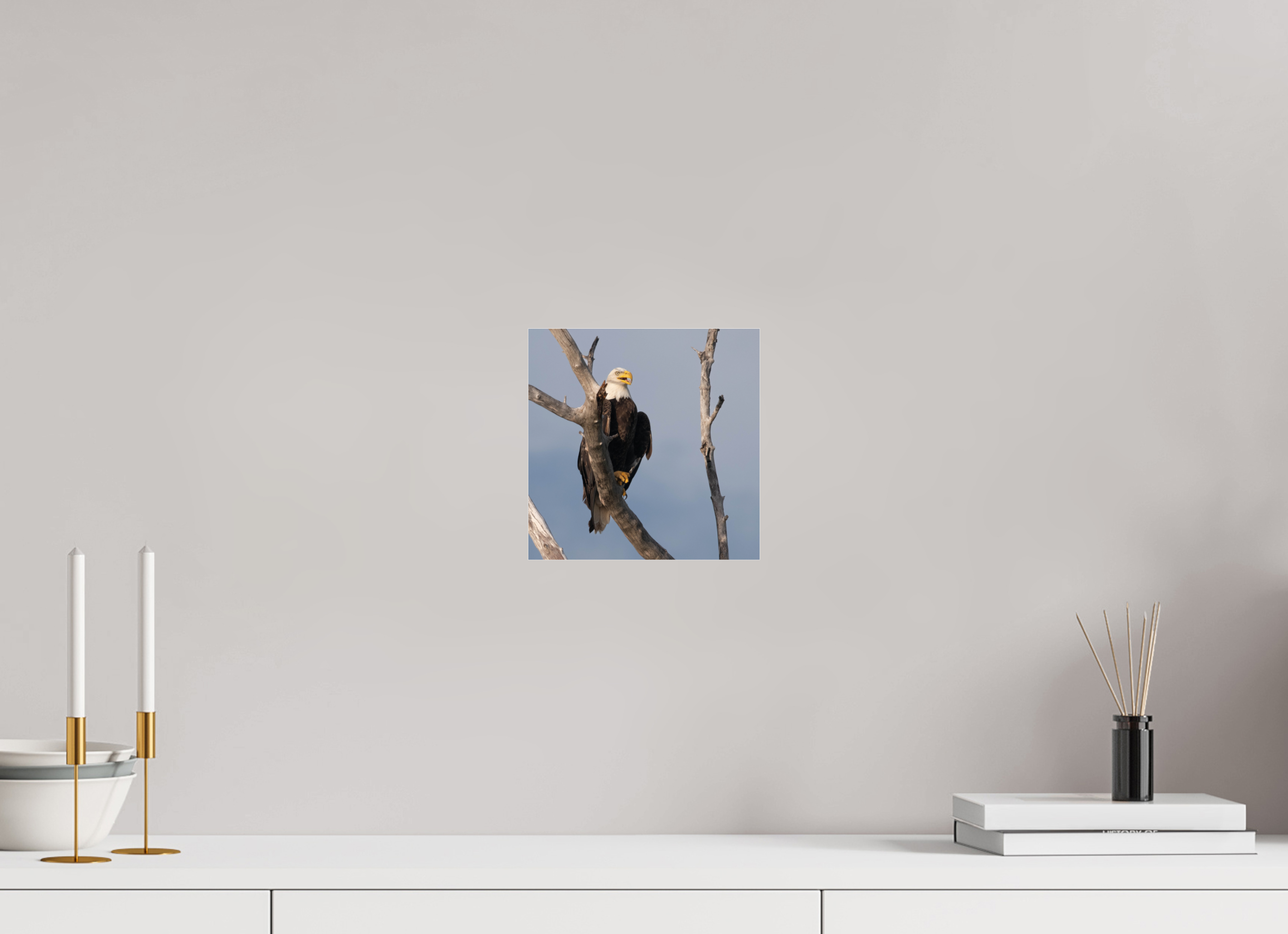 Bald Eagle on Acrylic Glass