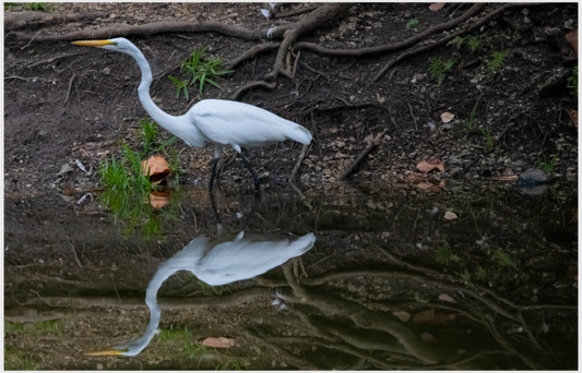 Great White Egret Photo Print Under Acrylic Glass