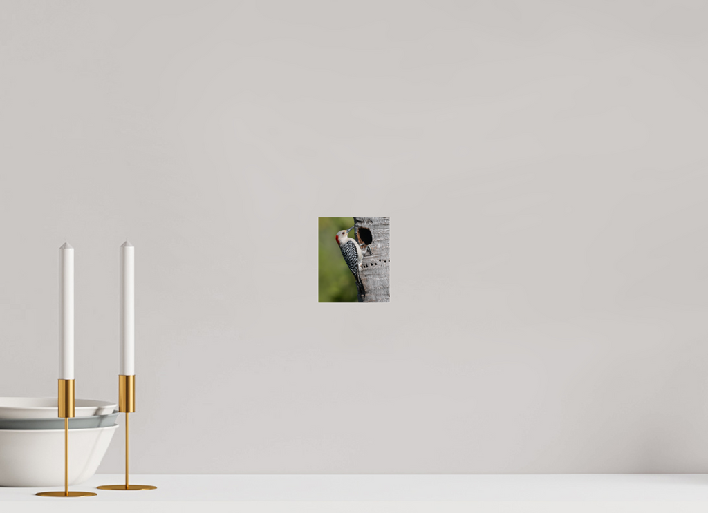 Red-Bellied Woodpecker Photo Print Under Acrylic Glass