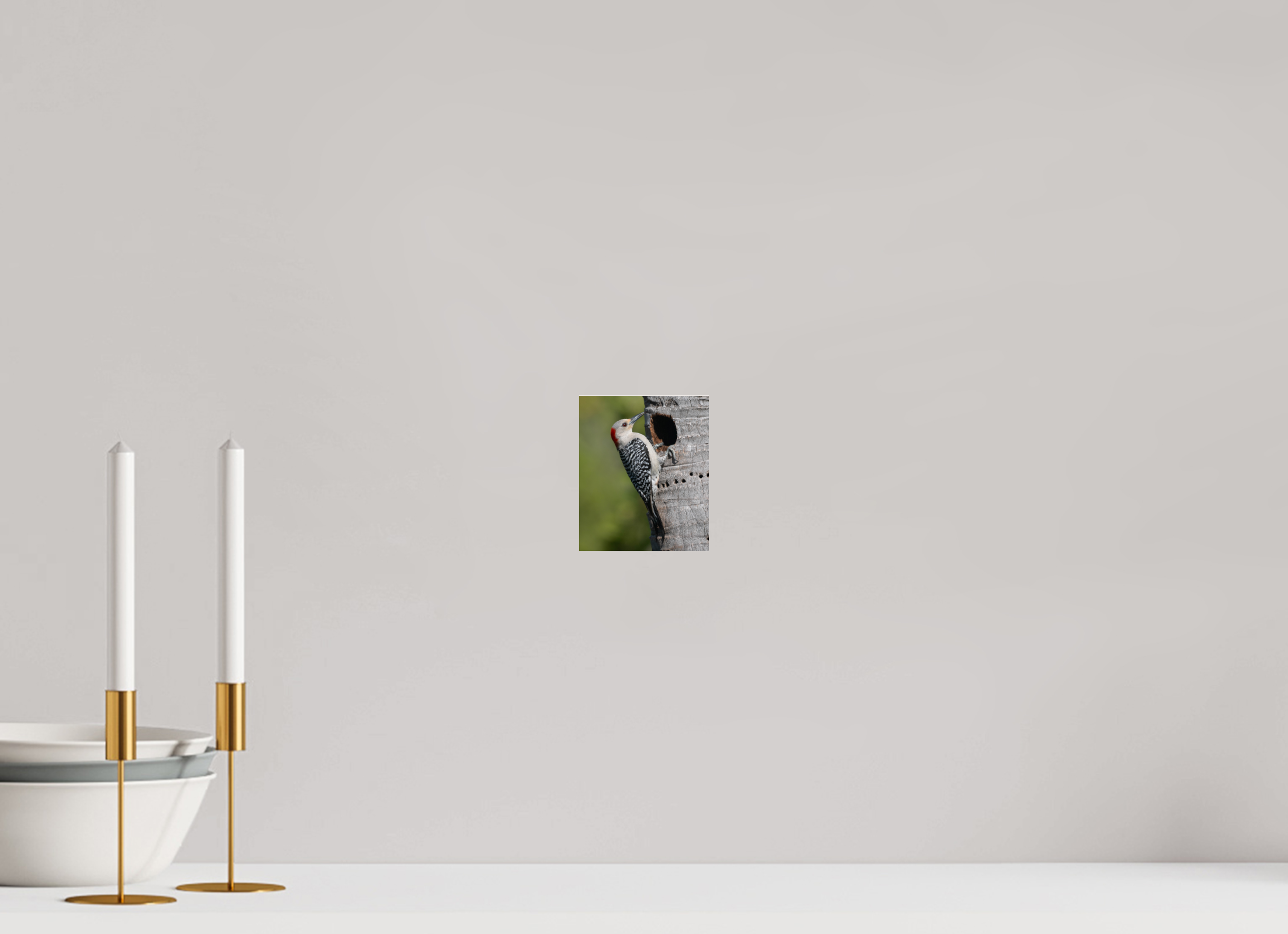 Red-Bellied Woodpecker Photo Print Under Acrylic Glass