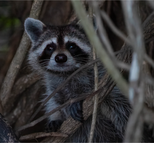Raccoon Photo Print On Fuji Crystal DP II