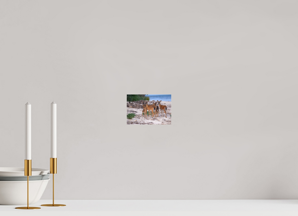 5.9 x 4″, Photo Print Under Acrylic Glass Key deer on acrylic glass