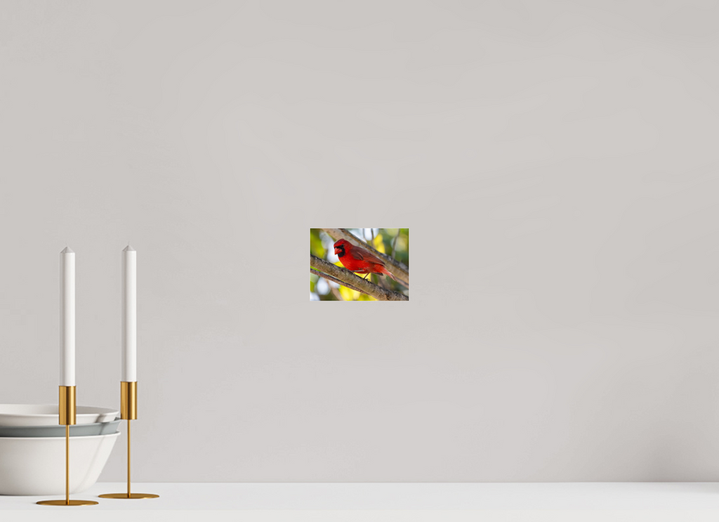 Cardinal Photo Print Under Acrylic Glass