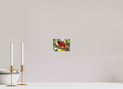 Cardinal Photo Print Under Acrylic Glass