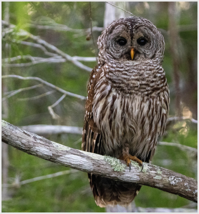 Barred Owl Photo Print Under Acrylic Glass