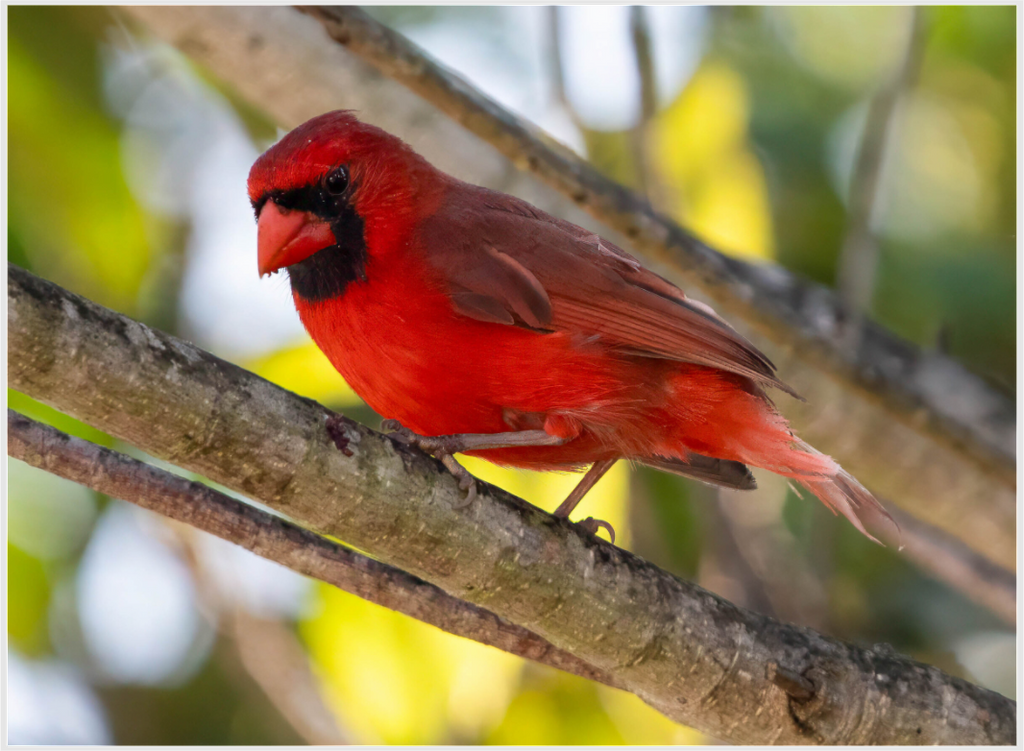 Cardinal Photo Print Under Acrylic Glass