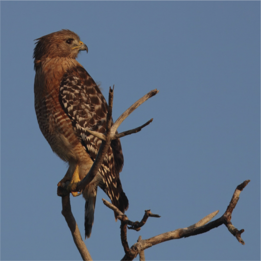 Red-shouldered Hawk Florida Keys Direct on Forex