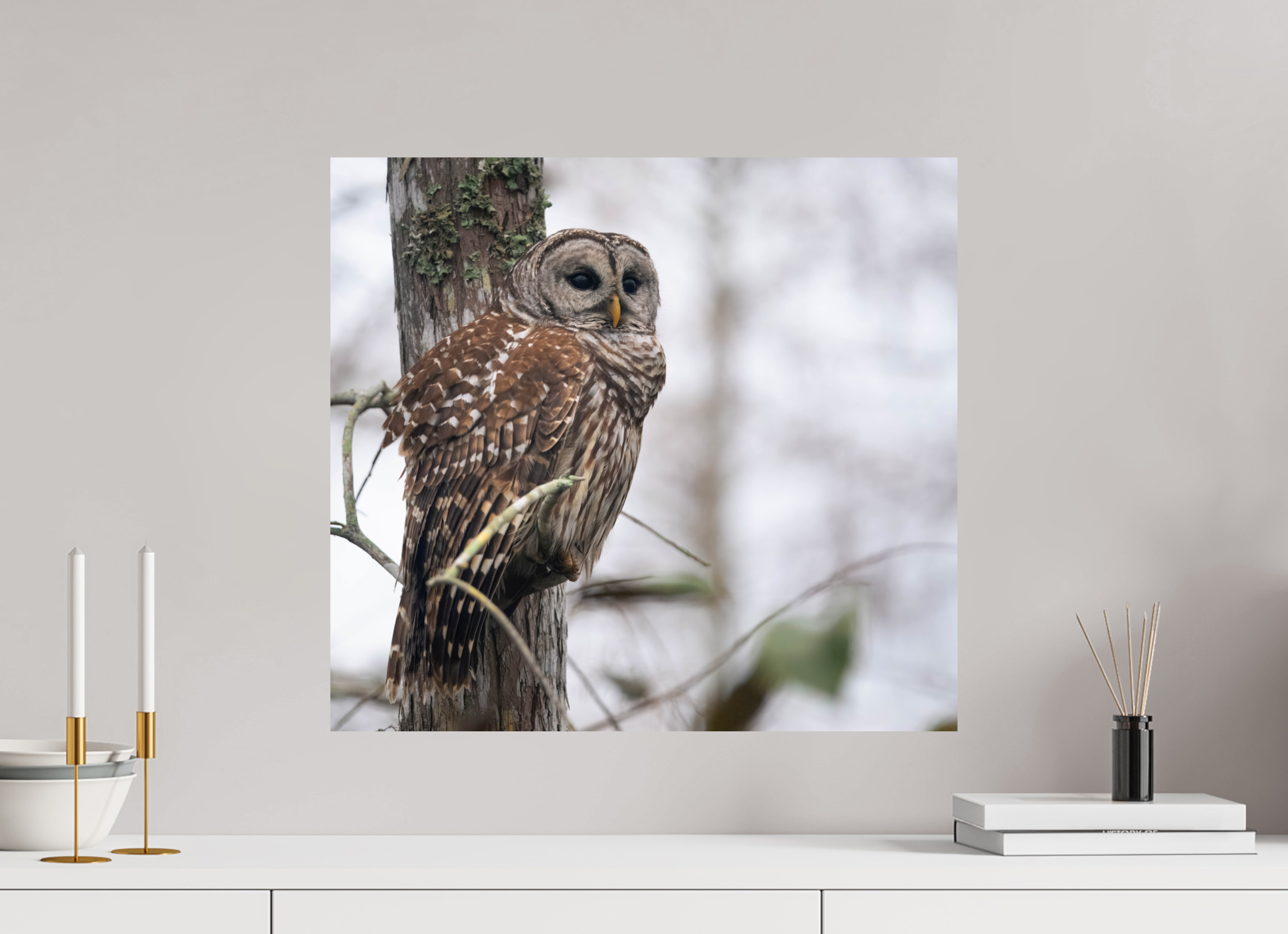 21.9 x 20″, Photo Print On Fuji Crystal DP II Barred Owl at Dawn Photo Print by Aubrey Lyons