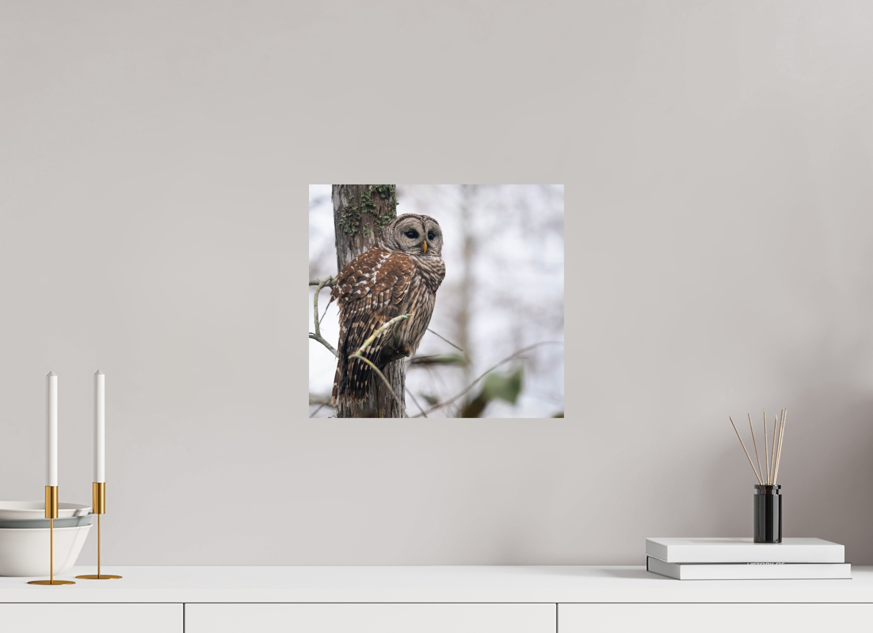 13.1 x 12″, Photo Print On Fuji Crystal DP II Barred Owl at Dawn Photo Print by Aubrey Lyons