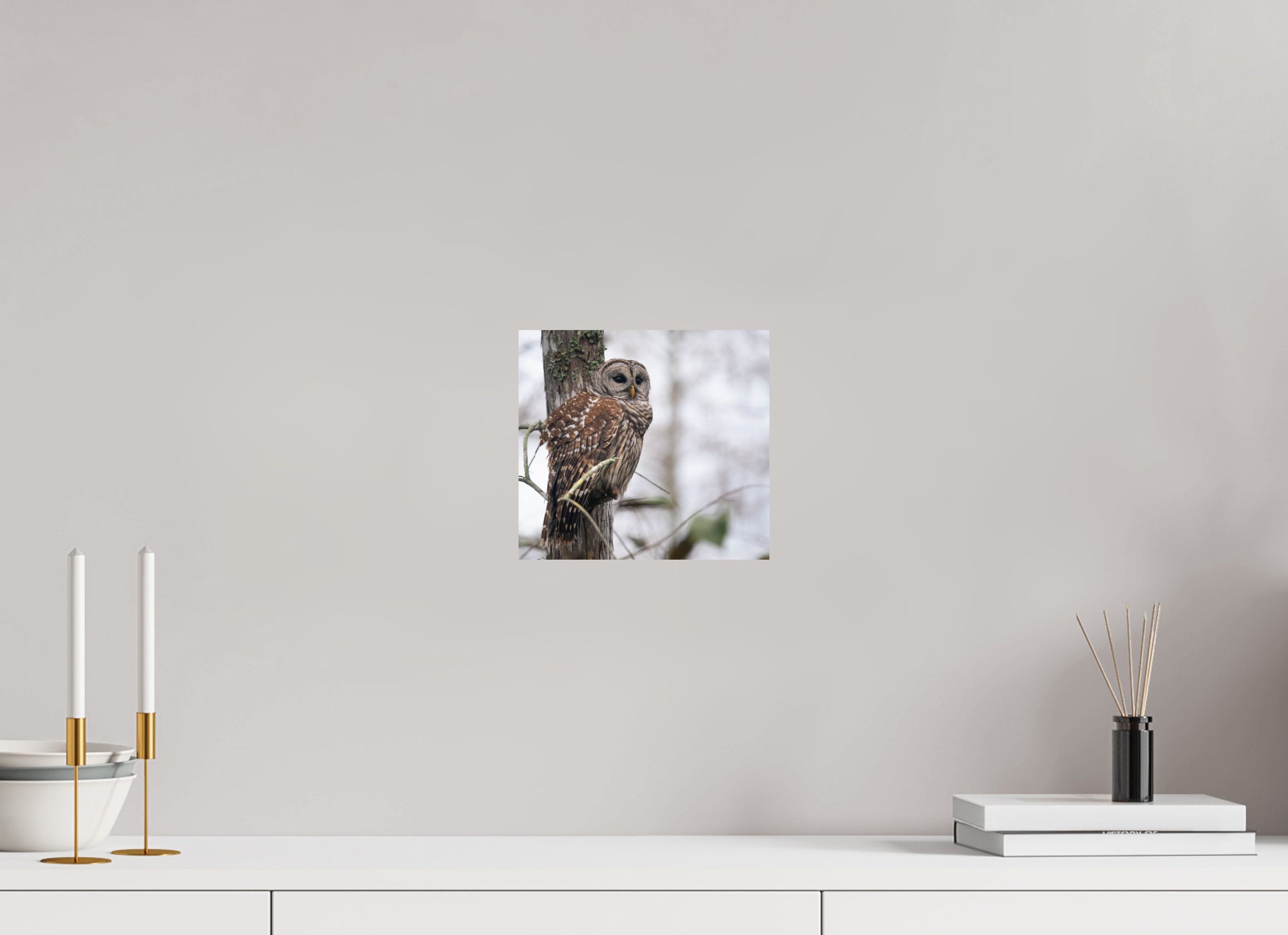 8.7 x 8″, Photo Print On Fuji Crystal DP II Barred Owl at Dawn Photo Print by Aubrey Lyons