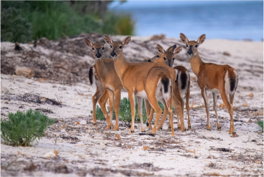 Main image Key deer on acrylic glass