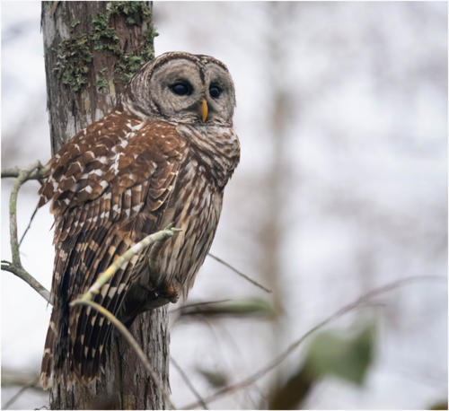 Main image Barred Owl on Tree under acrylic glass