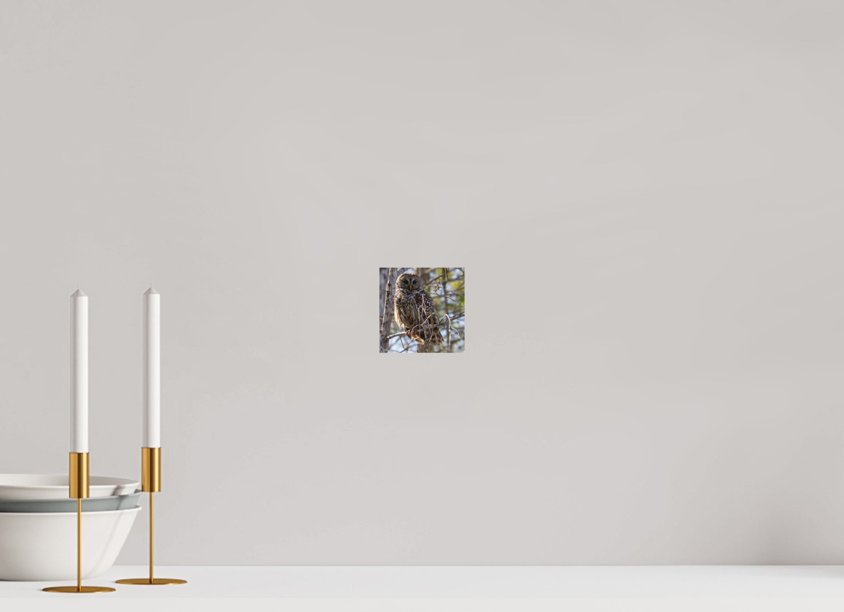 Barred Owl Everglades National Park Direct Print on Forex