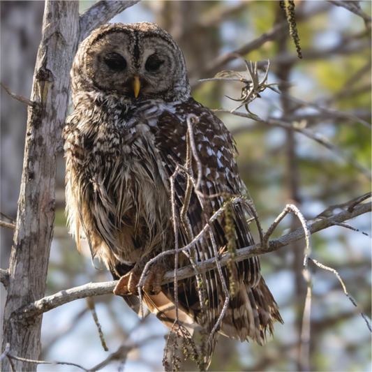 Barred Owl Everglades National Park Direct Print on Forex