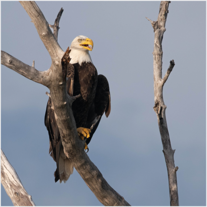 Bald Eagle on Acrylic Glass