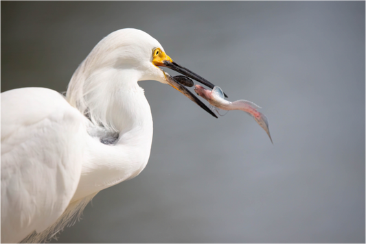 Snowy Egret on Acrylic Glass