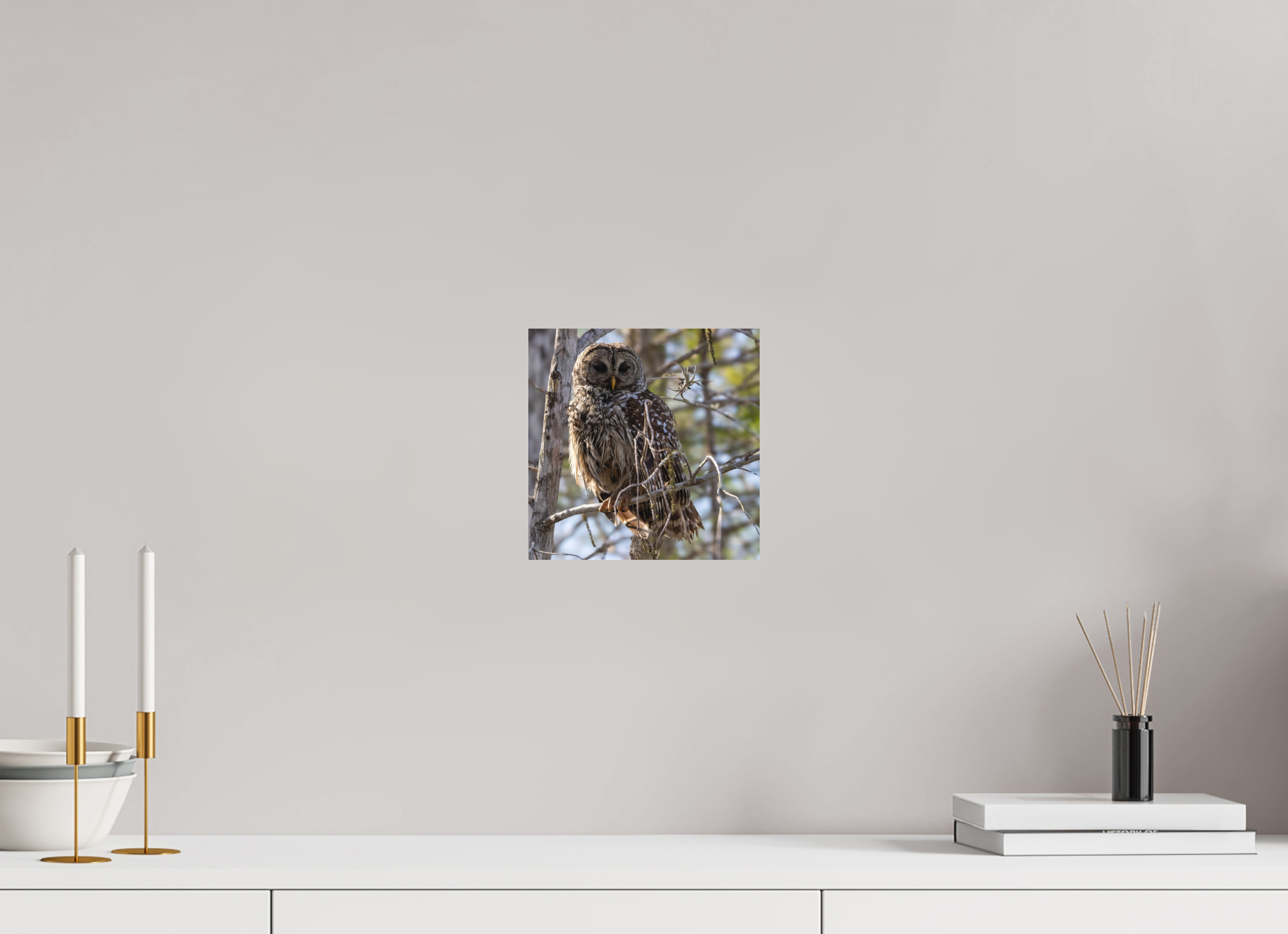 Barred Owl Everglades National Park Direct Print on Forex