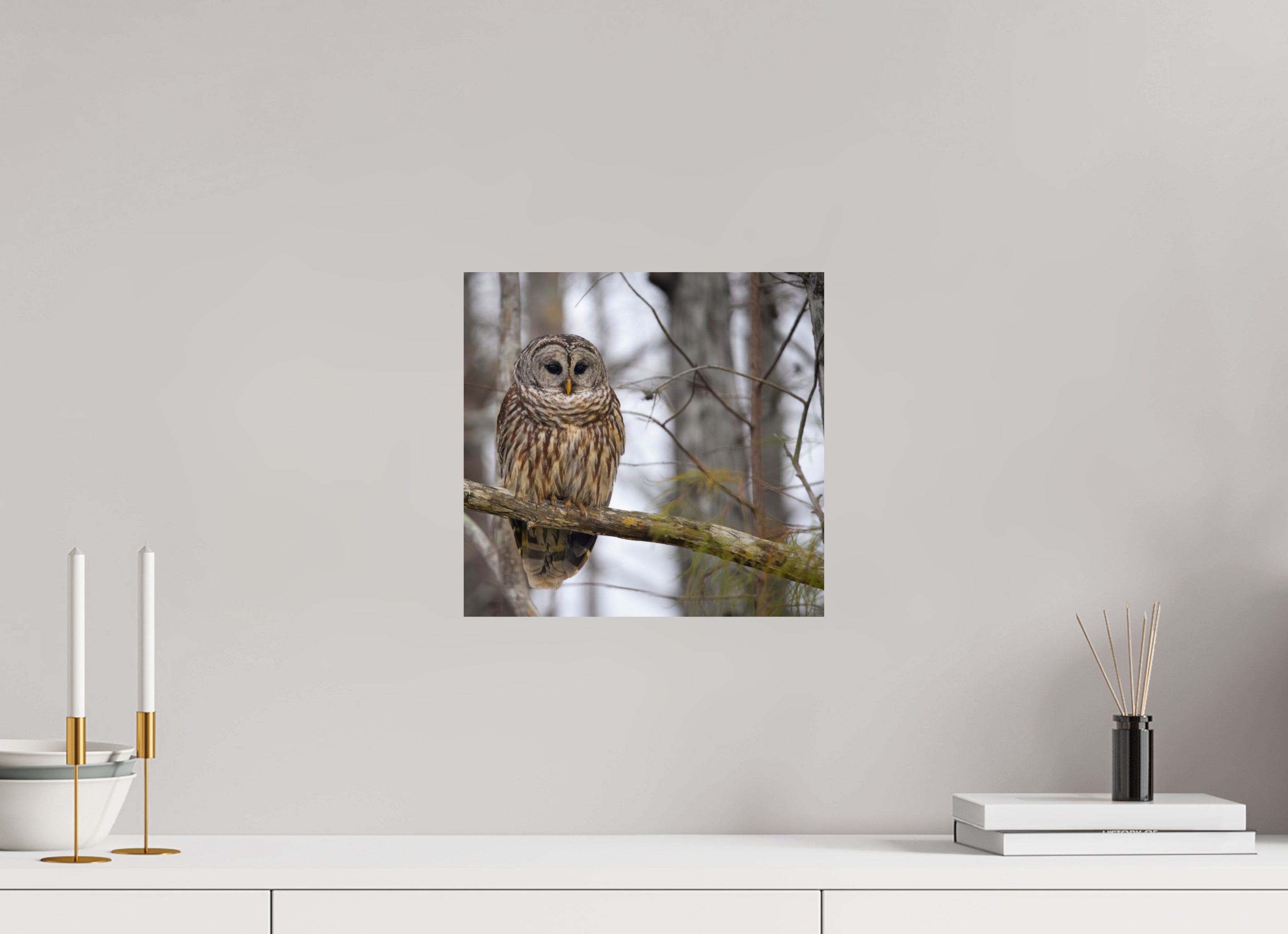 12.6 x 12″, Photo Print On Fuji Crystal DP II Barred Owl Print
