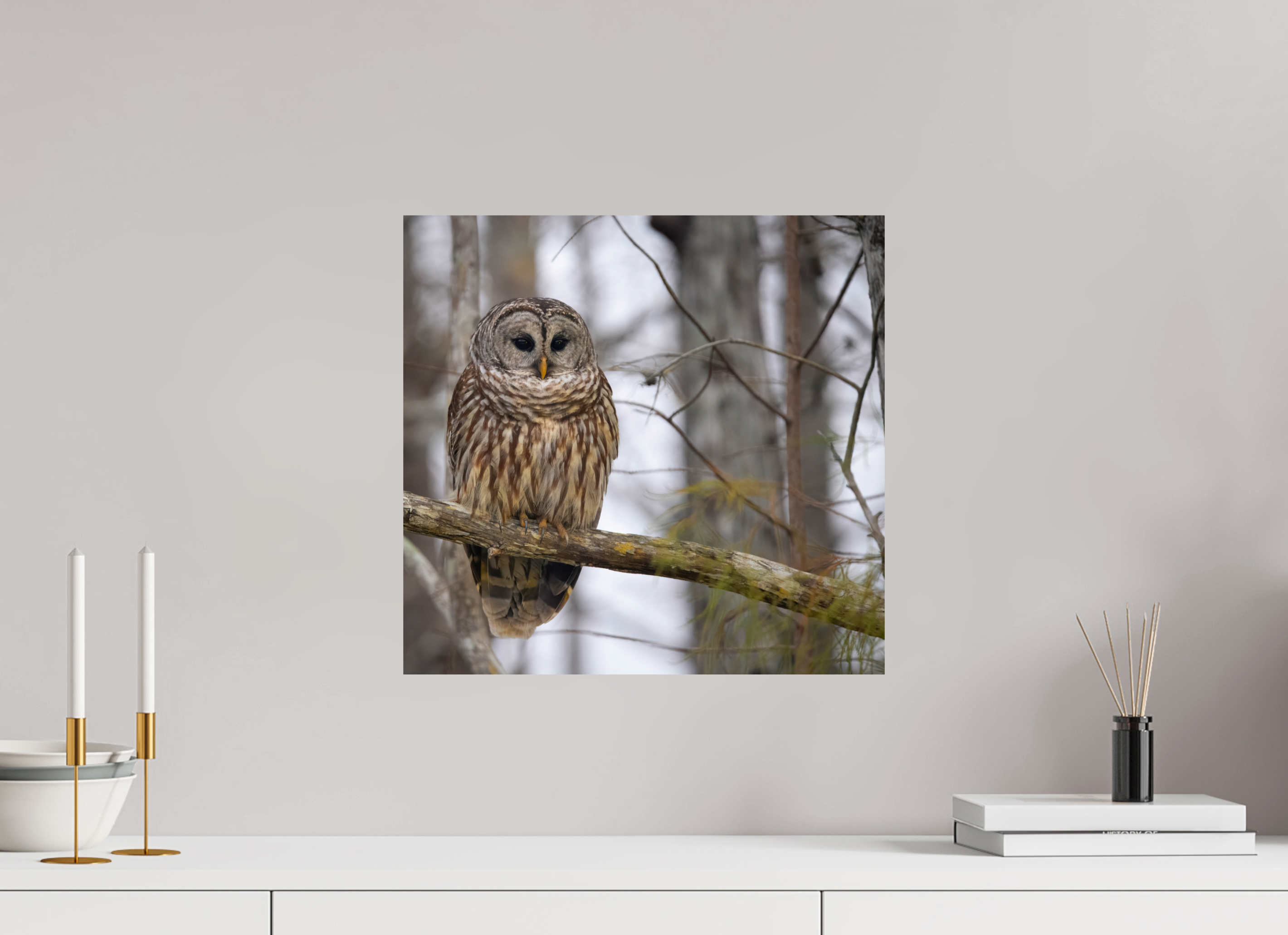 16.8 x 16″, Photo Print On Fuji Crystal DP II Barred Owl Print