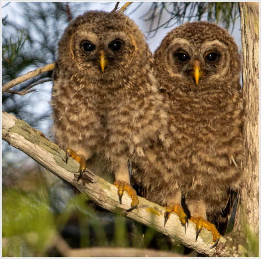 Owlet Photo Print Under Acrylic Glass