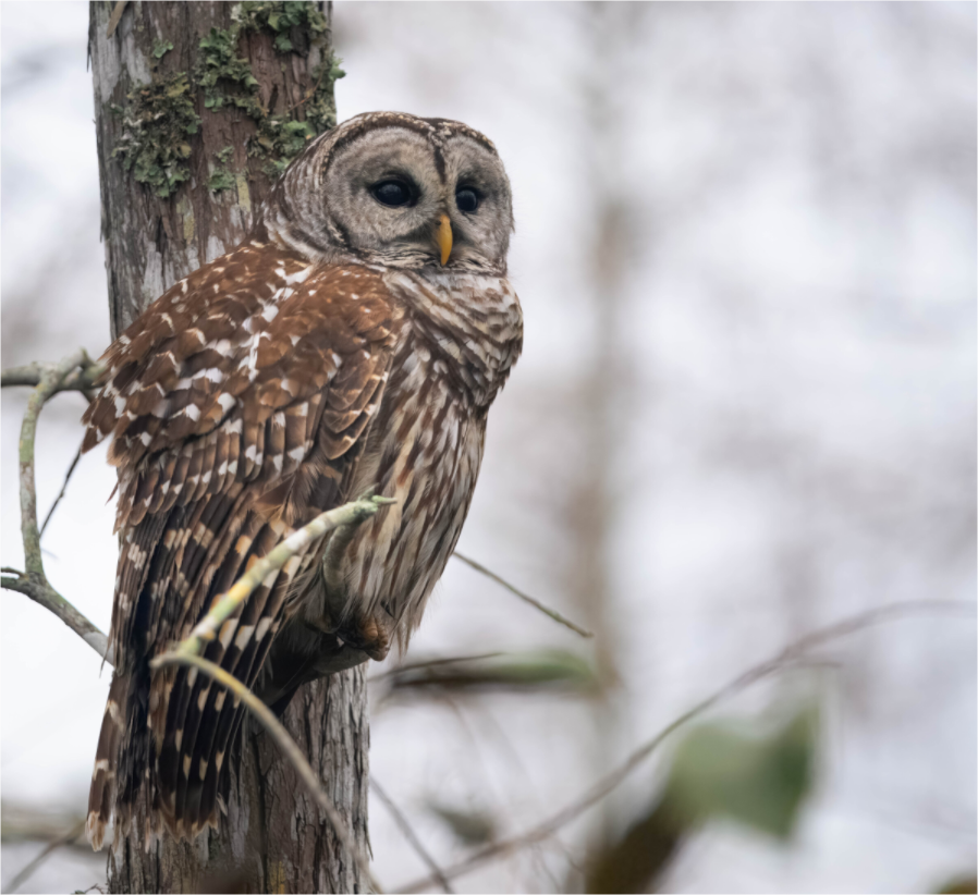 Main image Barred Owl at Dawn Photo Print by Aubrey Lyons