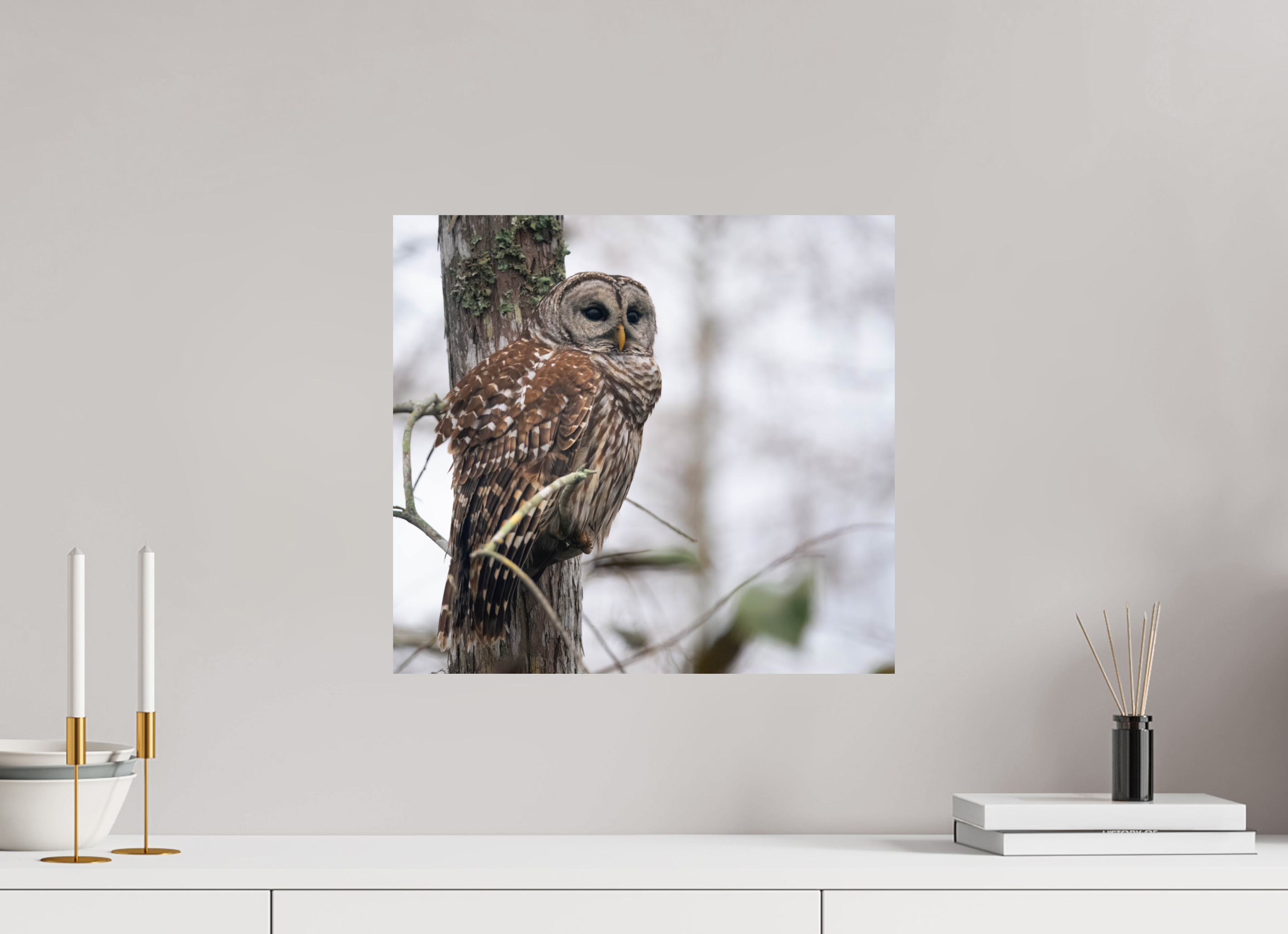 17.5 x 16″, Photo Print On Fuji Crystal DP II Barred Owl at Dawn Photo Print by Aubrey Lyons