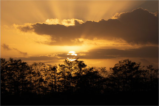 Everglades Sunrise Photo Print On Fuji Crystal DP II