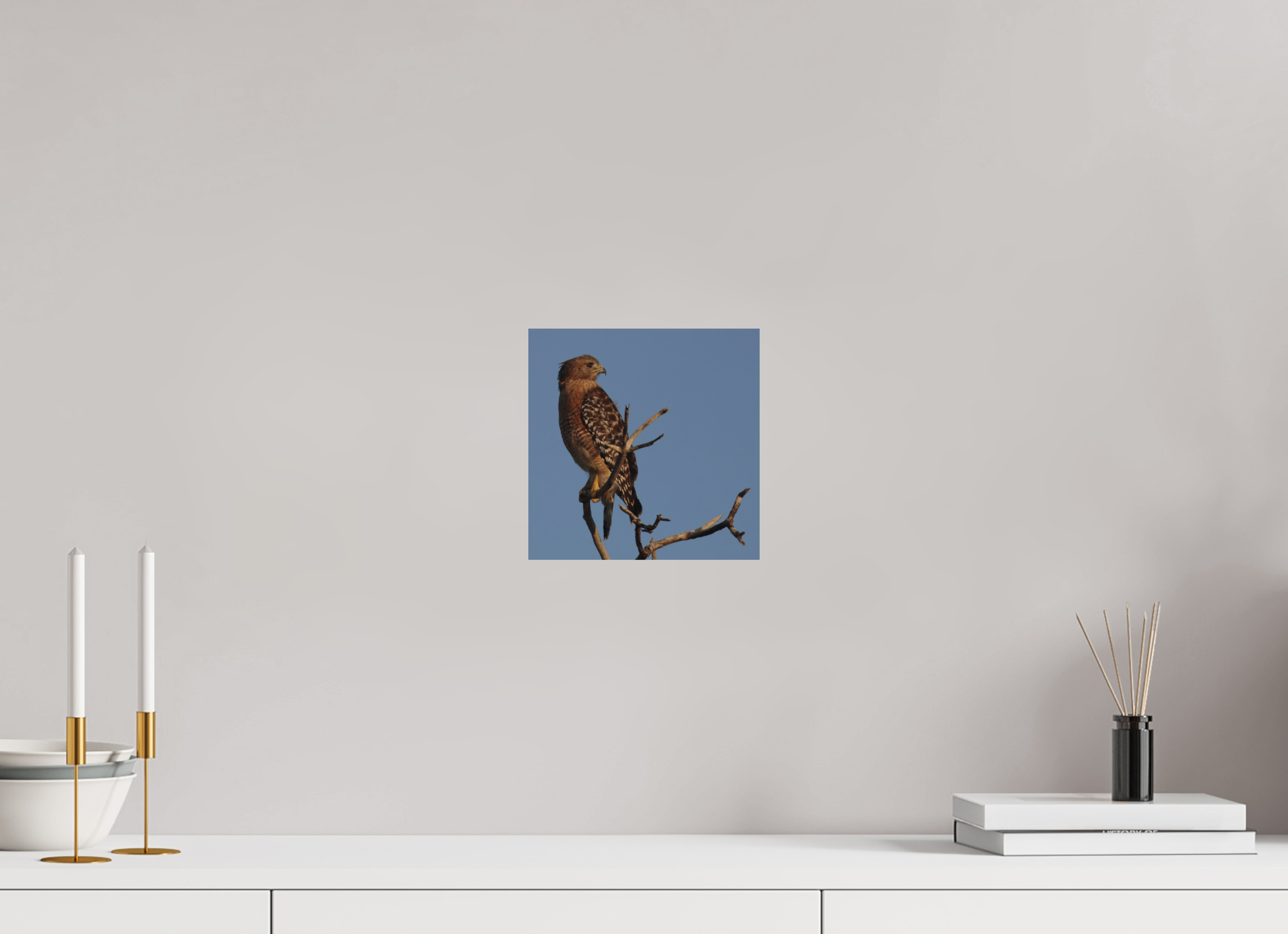 Red-shouldered Hawk Florida Keys Direct on Forex