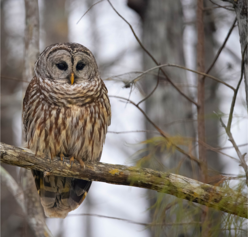 Main image Barred Owl Print