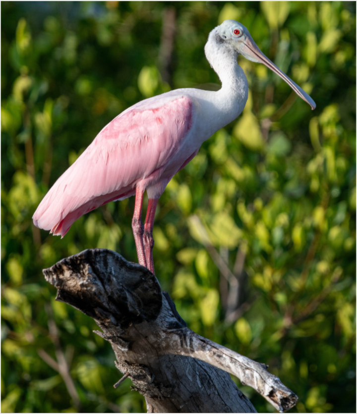 Roseate Spoonbill on Acrylic Glass