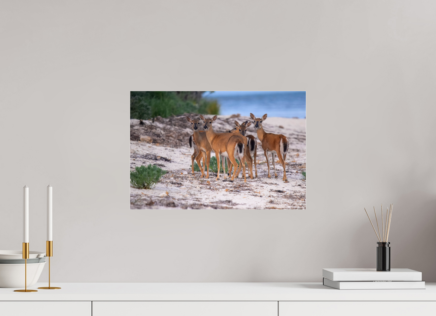 17.8 x 12″, Photo Print Under Acrylic Glass Key deer on acrylic glass