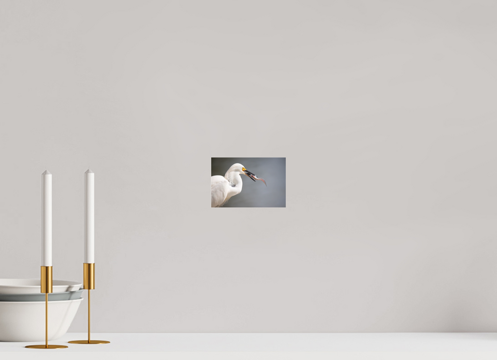 Snowy Egret on Acrylic Glass