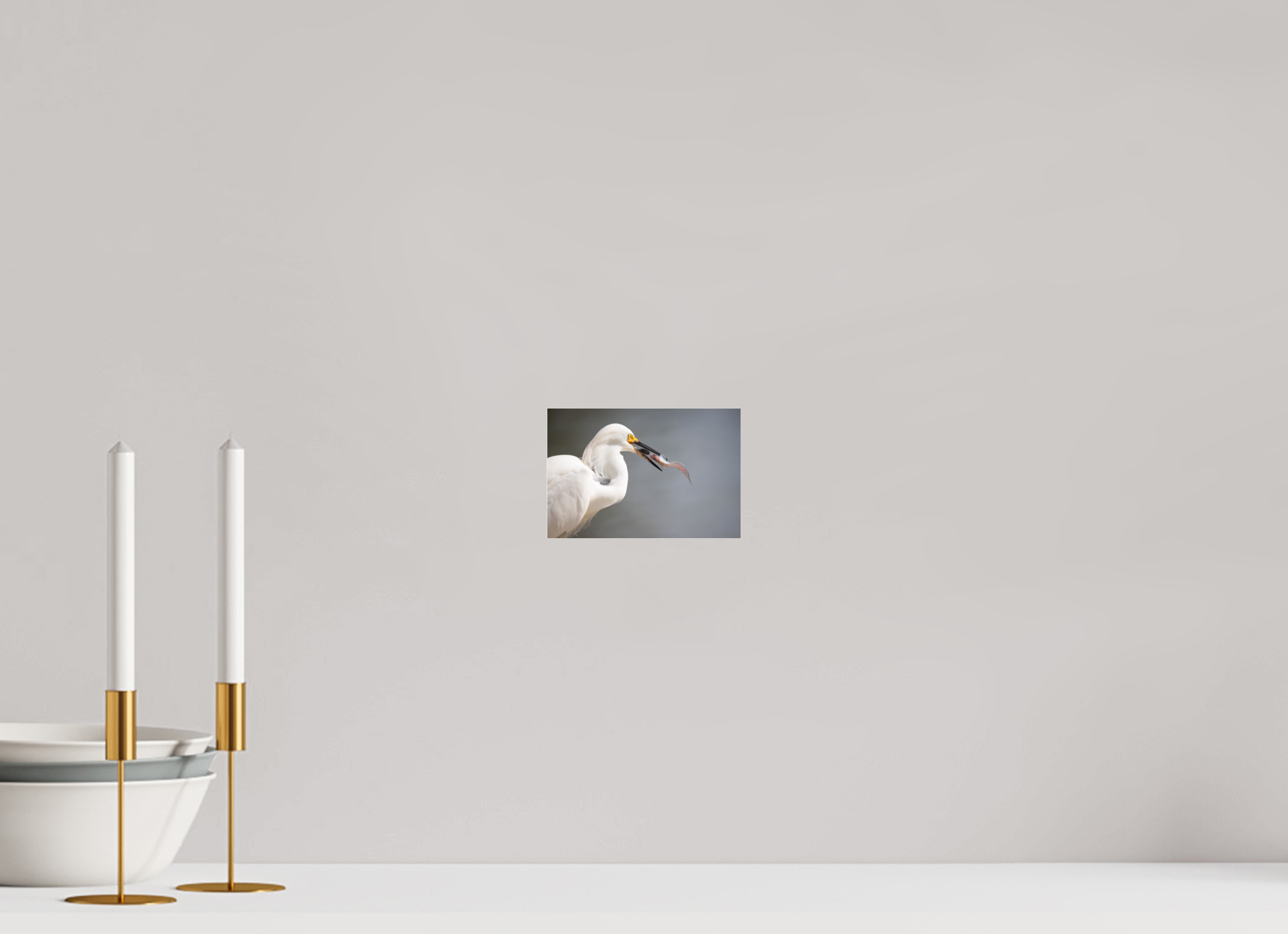 Snowy Egret on Acrylic Glass