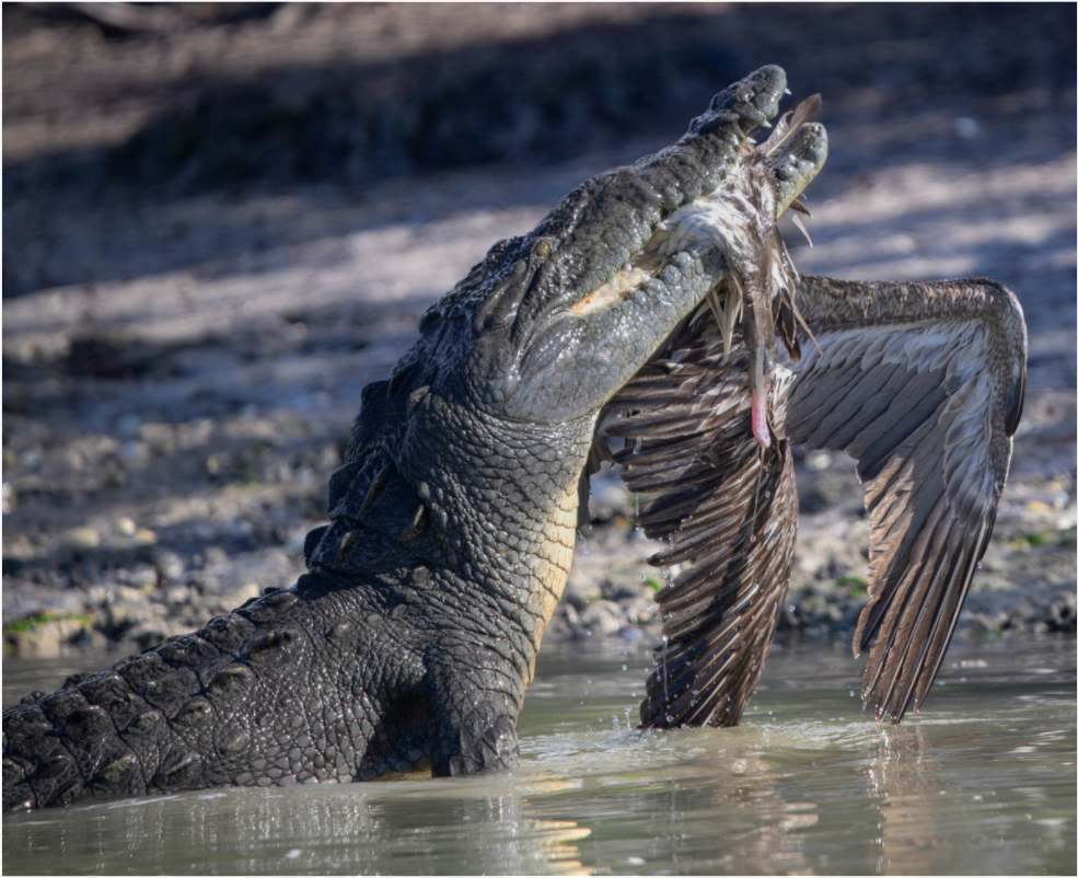 Main image Final Flight by Aubrey Lyons