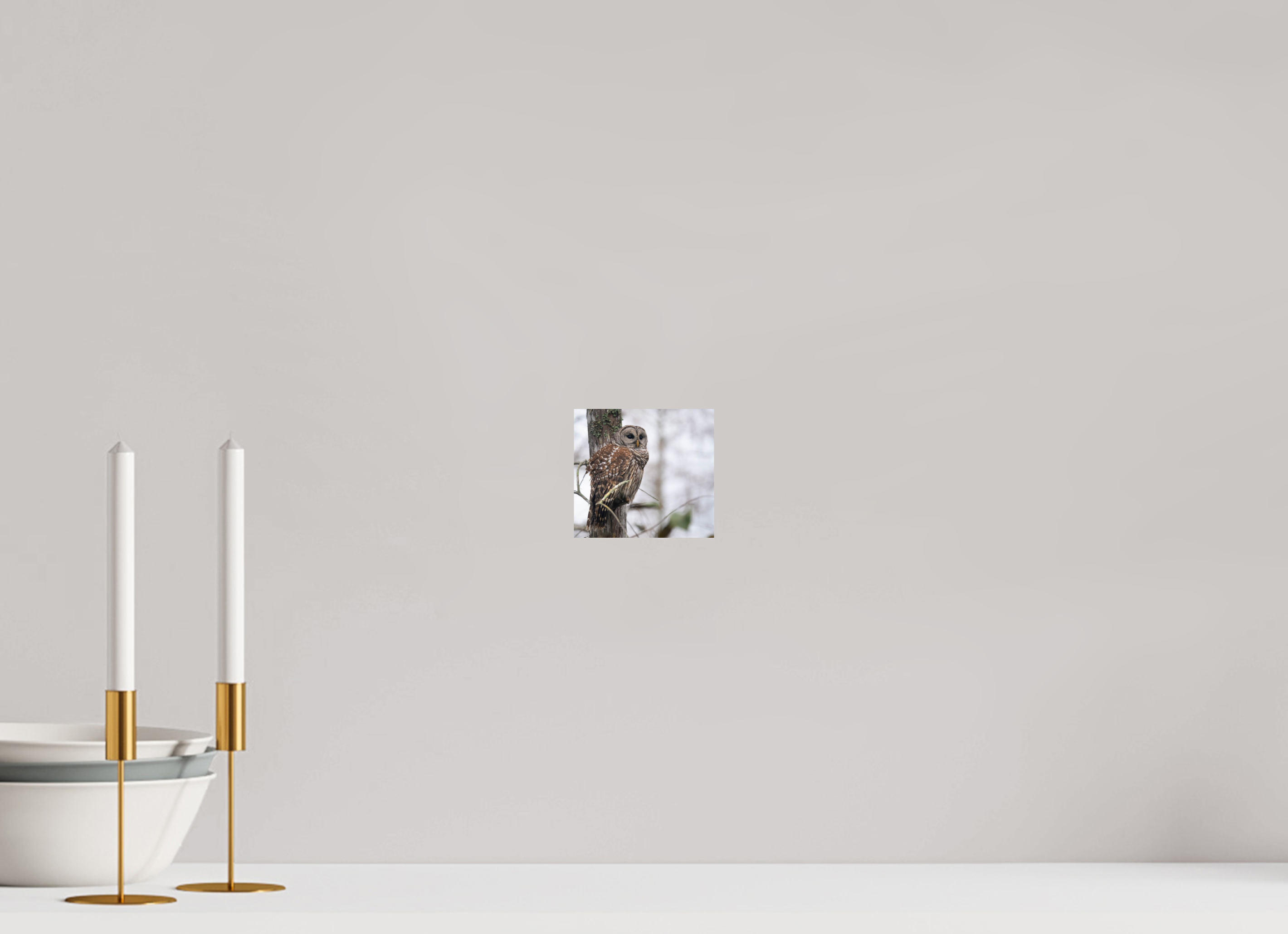 4.4 x 4″, Photo Print On Fuji Crystal DP II Barred Owl at Dawn Photo Print by Aubrey Lyons