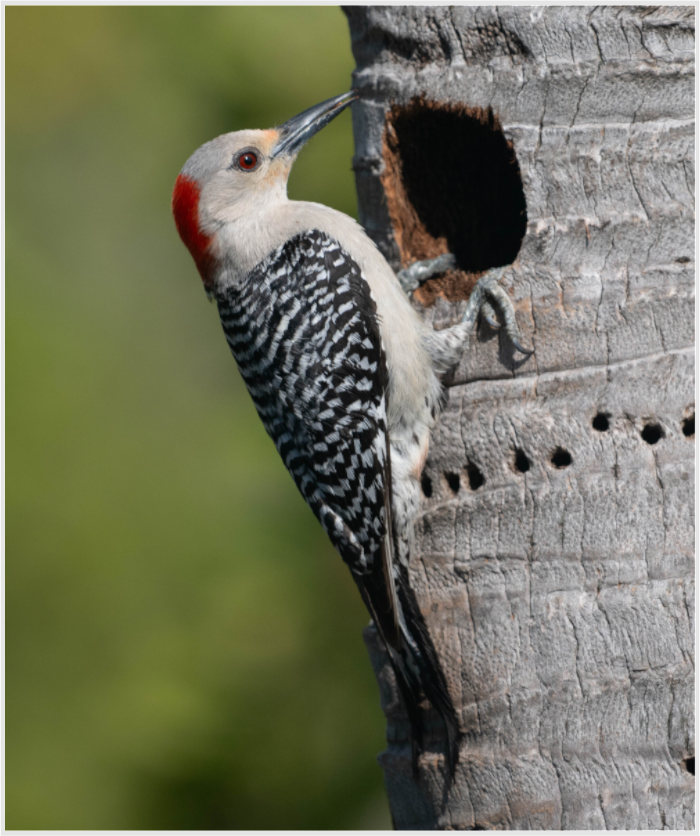 Red-Bellied Woodpecker Photo Print Under Acrylic Glass