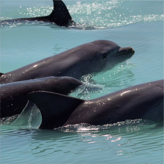Dolphin Pod Photo Print On Fuji Crystal DP II