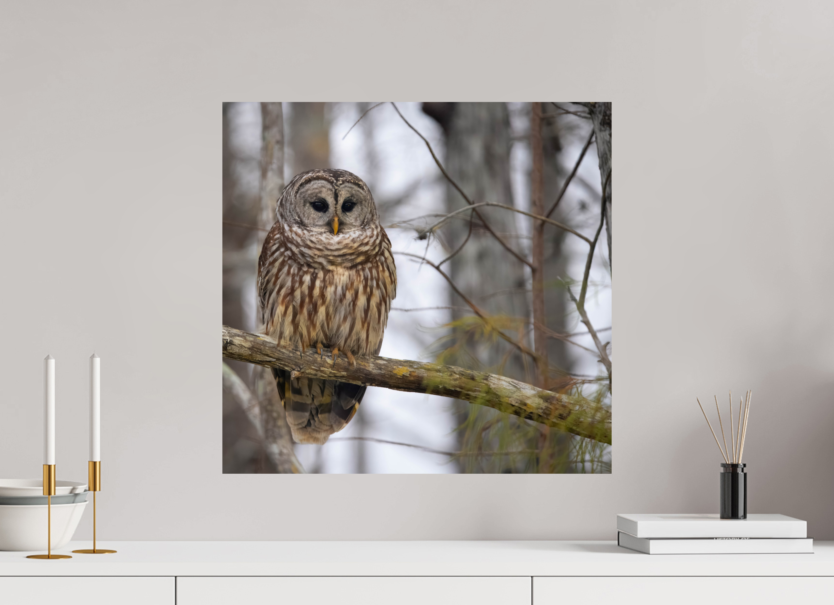 20.9 x 20″, Photo Print On Fuji Crystal DP II Barred Owl Print
